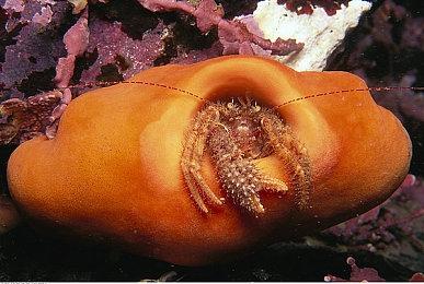 《上古卷轴OL》2022全球发布会定在1月28日