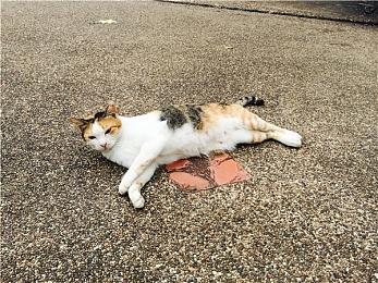 《正当防卫》开发商新作《走私》将专注于载具战斗